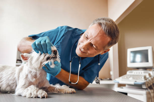 Best Emergency Dental Care for Broken or Chipped Teeth in Lexington Park, MD